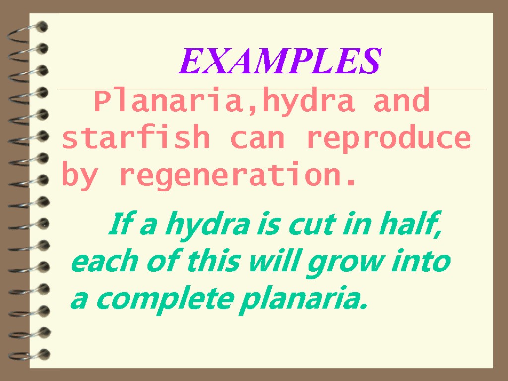 Planaria,hydra and starfish can reproduce by regeneration. If a hydra is cut in half,